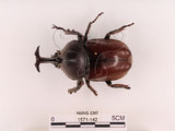 中文名:獨角仙 -雙叉犀金龜(1571-142)學名:Allomyrina dichotoma tunobosonis (Kono, 1931)(1571-142)