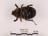 中文名:獨角仙 -雙叉犀金龜(1578-535)學名:Allomyrina dichotoma tunobosonis (Kono, 1931)(1578-535)
