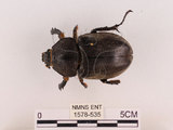 中文名:獨角仙 -雙叉犀金龜(1578-535)學名:Allomyrina dichotoma tunobosonis (Kono, 1931)(1578-535)