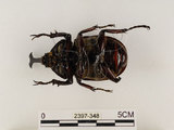 中文名:獨角仙 -雙叉犀金龜(2397-348)學名:Allomyrina dichotoma tunobosonis (Kono, 1931)(2397-348)