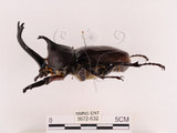 中文名:獨角仙 -雙叉犀金龜(3672-632)學名:Allomyrina dichotoma tunobosonis (Kono, 1931)(3672-632)