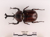 中文名:獨角仙 -雙叉犀金龜(3686-8)學名:Allomyrina dichotoma tunobosonis (Kono, 1931)(3686-8)