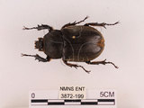 中文名:獨角仙 -雙叉犀金龜(3872-199)學名:Allomyrina dichotoma tunobosonis (Kono, 1931)(3872-199)