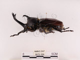中文名:獨角仙 -雙叉犀金龜(3872-104)學名:Allomyrina dichotoma tunobosonis (Kono, 1931)(3872-104)