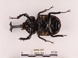 中文名:獨角仙 -雙叉犀金龜(3872-104)學名:Allomyrina dichotoma tunobosonis (Kono, 1931)(3872-104)