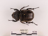中文名:獨角仙 -雙叉犀金龜(3872-177)學名:Allomyrina dichotoma tunobosonis (Kono, 1931)(3872-177)