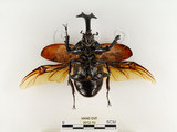 中文名:獨角仙 -雙叉犀金龜(3912-12)學名:Allomyrina dichotoma tunobosonis (Kono, 1931)(3912-12)