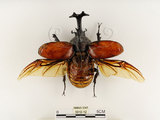 中文名:獨角仙 -雙叉犀金龜(3912-12)學名:Allomyrina dichotoma tunobosonis (Kono, 1931)(3912-12)
