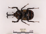 中文名:獨角仙 -雙叉犀金龜(3912-11)學名:Allomyrina dichotoma tunobosonis (Kono, 1931)(3912-11)
