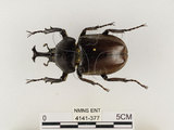 中文名:獨角仙 -雙叉犀金龜(4141-377)學名:Allomyrina dichotoma tunobosonis (Kono, 1931)(4141-377)