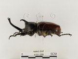 中文名:獨角仙 -雙叉犀金龜(4181-299)學名:Allomyrina dichotoma tunobosonis (Kono, 1931)(4181-299)