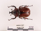 中文名:獨角仙 -雙叉犀金龜(4548-775)學名:Allomyrina dichotoma tunobosonis (Kono, 1931)(4548-775)