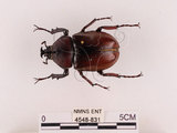 中文名:獨角仙 -雙叉犀金龜(4548-831)學名:Allomyrina dichotoma tunobosonis (Kono, 1931)(4548-831)