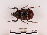 中文名:獨角仙 -雙叉犀金龜(4548-832)學名:Allomyrina dichotoma tunobosonis (Kono, 1931)(4548-832)