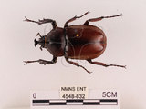 中文名:獨角仙 -雙叉犀金龜(4548-832)學名:Allomyrina dichotoma tunobosonis (Kono, 1931)(4548-832)