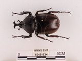 中文名:獨角仙 -雙叉犀金龜(4548-834)學名:Allomyrina dichotoma tunobosonis (Kono, 1931)(4548-834)