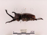 中文名:獨角仙 -雙叉犀金龜(4548-838)學名:Allomyrina dichotoma tunobosonis (Kono, 1931)(4548-838)