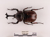 中文名:獨角仙 -雙叉犀金龜(4548-838)學名:Allomyrina dichotoma tunobosonis (Kono, 1931)(4548-838)
