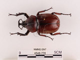 中文名:獨角仙 -雙叉犀金龜(4548-776)學名:Allomyrina dichotoma tunobosonis (Kono, 1931)(4548-776)