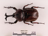 中文名:獨角仙 -雙叉犀金龜(4548-787)學名:Allomyrina dichotoma tunobosonis (Kono, 1931)(4548-787)