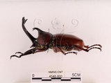 中文名:獨角仙 -雙叉犀金龜(4548-800)學名:Allomyrina dichotoma tunobosonis (Kono, 1931)(4548-800)