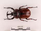 中文名:獨角仙 -雙叉犀金龜(4548-800)學名:Allomyrina dichotoma tunobosonis (Kono, 1931)(4548-800)