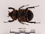中文名:獨角仙 -雙叉犀金龜(4548-788)學名:Allomyrina dichotoma tunobosonis (Kono, 1931)(4548-788)