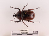 中文名:獨角仙 -雙叉犀金龜(4548-786)學名:Allomyrina dichotoma tunobosonis (Kono, 1931)(4548-786)