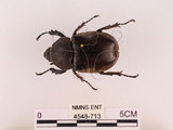 中文名:獨角仙 -雙叉犀金龜(4548-713)學名:Allomyrina dichotoma tunobosonis (Kono, 1931)(4548-713)