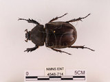 中文名:獨角仙 -雙叉犀金龜(4548-714)學名:Allomyrina dichotoma tunobosonis (Kono, 1931)(4548-714)