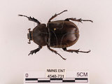 中文名:獨角仙 -雙叉犀金龜(4548-731)學名:Allomyrina dichotoma tunobosonis (Kono, 1931)(4548-731)