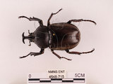 中文名:獨角仙 -雙叉犀金龜(4548-715)學名:Allomyrina dichotoma tunobosonis (Kono, 1931)(4548-715)
