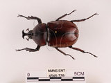 中文名:獨角仙 -雙叉犀金龜(4548-739)學名:Allomyrina dichotoma tunobosonis (Kono, 1931)(4548-739)