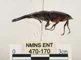中文名:薄翅鍬形蟲(470-170)學名:Prosopocoilus formosanus (Miwa, 1929)(470-170)中文別名:雙鉤鋸鍬形蟲