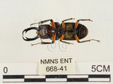 中文名:薄翅鍬形蟲(668-41)學名:Prosopocoilus formosanus (Miwa, 1929)(668-41)中文別名:雙鉤鋸鍬形蟲