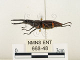 中文名:薄翅鍬形蟲(668-48)學名:Prosopocoilus formosanus (Miwa, 1929)(668-48)中文別名:雙鉤鋸鍬形蟲
