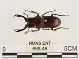 中文名:薄翅鍬形蟲(668-48)學名:Prosopocoilus formosanus (Miwa, 1929)(668-48)中文別名:雙鉤鋸鍬形蟲