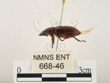 中文名:薄翅鍬形蟲(668-46)學名:Prosopocoilus formosanus (Miwa, 1929)(668-46)中文別名:雙鉤鋸鍬形蟲
