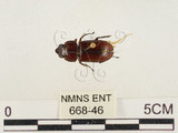 中文名:薄翅鍬形蟲(668-46)學名:Prosopocoilus formosanus (Miwa, 1929)(668-46)中文別名:雙鉤鋸鍬形蟲