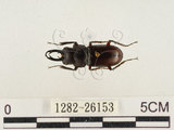 中文名:薄翅鍬形蟲(1282-26153)學名:Prosopocoilus formosanus (Miwa, 1929)(1282-26153)中文別名:雙鉤鋸鍬形蟲