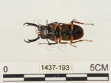 中文名:薄翅鍬形蟲(1437-193)學名:Prosopocoilus formosanus (Miwa, 1929)(1437-193)中文別名:雙鉤鋸鍬形蟲