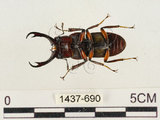 中文名:薄翅鍬形蟲(1437-690)學名:Prosopocoilus formosanus (Miwa, 1929)(1437-690)中文別名:雙鉤鋸鍬形蟲