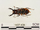 中文名:薄翅鍬形蟲(1437-438)學名:Prosopocoilus formosanus (Miwa, 1929)(1437-438)中文別名:雙鉤鋸鍬形蟲