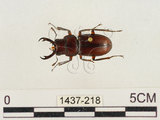 中文名:薄翅鍬形蟲(1437-218)學名:Prosopocoilus formosanus (Miwa, 1929)(1437-218)中文別名:雙鉤鋸鍬形蟲