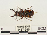 中文名:薄翅鍬形蟲(1437-945)學名:Prosopocoilus formosanus (Miwa, 1929)(1437-945)中文別名:雙鉤鋸鍬形蟲