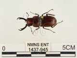 中文名:薄翅鍬形蟲(1437-945)學名:Prosopocoilus formosanus (Miwa, 1929)(1437-945)中文別名:雙鉤鋸鍬形蟲