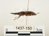 中文名:薄翅鍬形蟲(1437-150)學名:Prosopocoilus formosanus (Miwa, 1929)(1437-150)中文別名:雙鉤鋸鍬形蟲