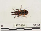 中文名:薄翅鍬形蟲(1437-150)學名:Prosopocoilus formosanus (Miwa, 1929)(1437-150)中文別名:雙鉤鋸鍬形蟲