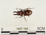 中文名:薄翅鍬形蟲(1437-150)學名:Prosopocoilus formosanus (Miwa, 1929)(1437-150)中文別名:雙鉤鋸鍬形蟲