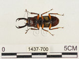 中文名:薄翅鍬形蟲(1437-700)學名:Prosopocoilus formosanus (Miwa, 1929)(1437-700)中文別名:雙鉤鋸鍬形蟲